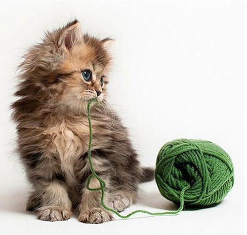 澳宠物猫爆红网络被誉最可爱猫