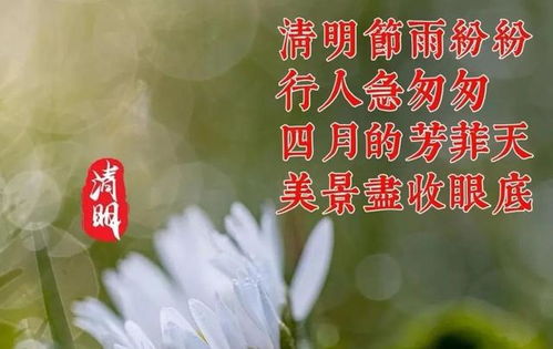 4月5日清明节早安问候图片带字,丝丝春雨润物,声声问候暖情