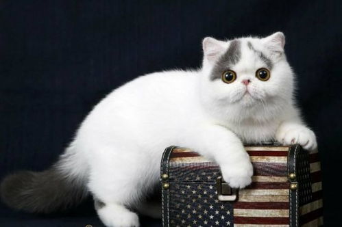 表情 什么品种的猫最可爱 最可爱的猫咪十大排名 土耳其 猫 波斯猫 ... 表情 