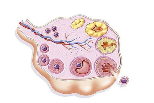 卵子大小(正常成熟的卵泡是多大)