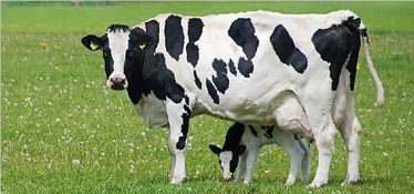 热应激对奶牛有什么危害,小牛怕热怎么办