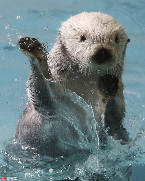 日本水族馆海獭水中嬉戏 对镜头热情招手好呆萌 