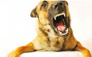 为什么狗狗咬人后必须打死 专家给出的解释让人害怕