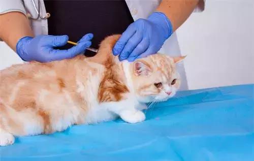 养猫人的必修课 猫咪一定要打疫苗吗