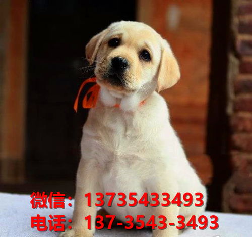 陕西宠物狗狗在哪有卖狗地方 网上狗市场在买狗纯种拉布拉多