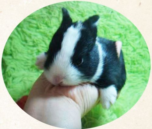 兔子知识小百科 世界上最小的兔子