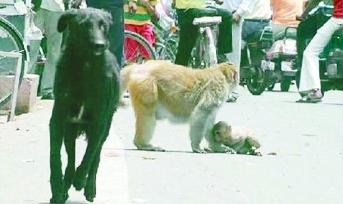 印度街头猴妈妈犬口救子 母爱从来不分物种 