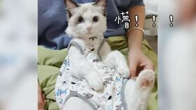 猫在屋檐下,不得不低头