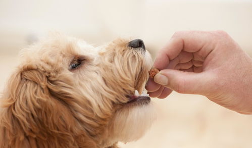 狗狗呕吐,并不是吃错东西那么简单,其实有4种原因