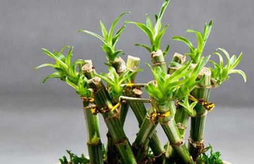 富贵竹扦插多久生根土养扦插方法与步骤,富贵竹剪了怎么让它再发芽？