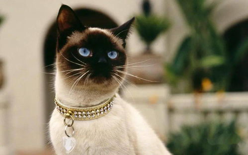 世界上最受喜爱的8种宠物猫,第五种60 中国铲屎官养过,有你吗
