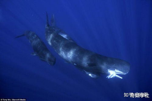 象山海域搁浅抹香鲸,经救助已成功,为什么鲸的救助这么难