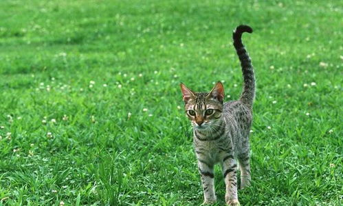 我国最多的猫科野生动物,即便每年被捕20万只,仍然数量可怕