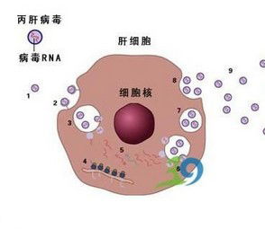 扬州丙肝抗体阳性是什么意思