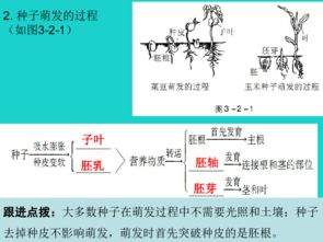 被子植物的生活史简图 搜狗图片搜索