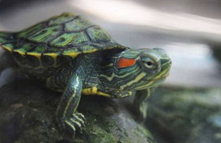 巴西龟晚上睡觉是在水里吗 放多少水 