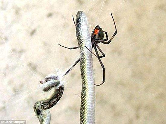 实拍南非蜘蛛织网捕蛇全过程 将蛇开膛破肚当早餐 