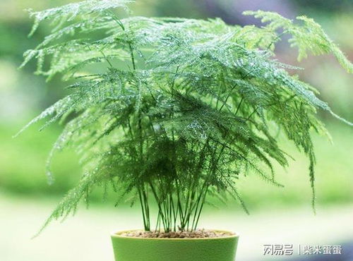 栽培文竹植物,5个种植管理的小技巧,养起来会越长越绿