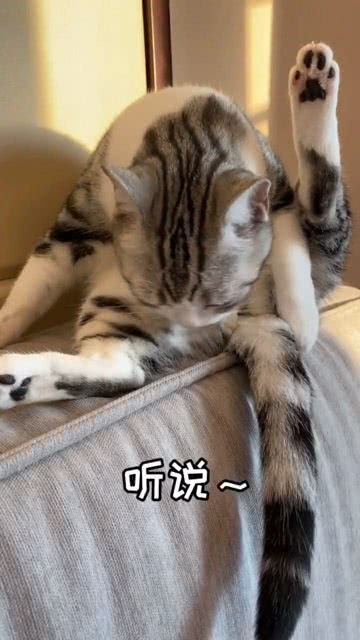 听说把猫咪刚舔好的毛弄乱,它会很生气 