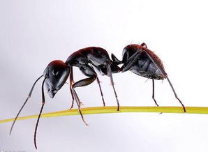 小学英语作文 An Ant and a Bird蚂蚁和鸟 
