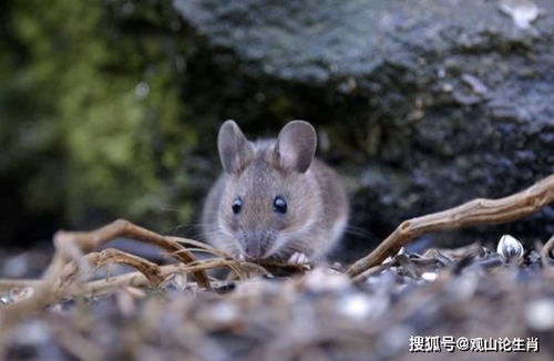 十鼠九苦 揭秘72年生肖鼠的毕生寿命,到了43岁后什么命
