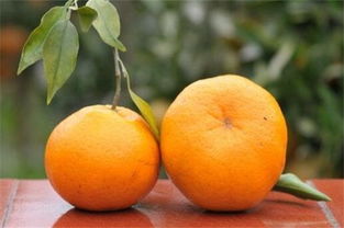最新柑橘优良品种盘点,最好的柑橘品种