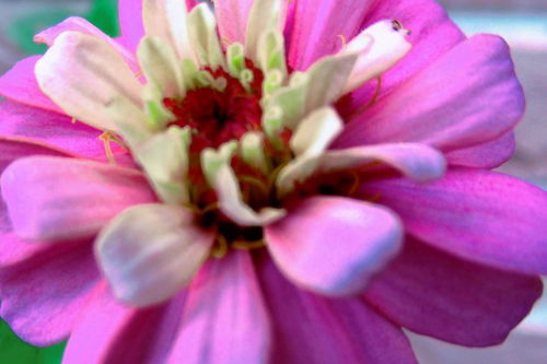 解锁浪漫密码代表开心的花的花语，让你心情愉悦、幸福绽放！