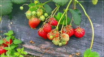终于熟啦 南京这8个摘草莓的好去处赶快收藏