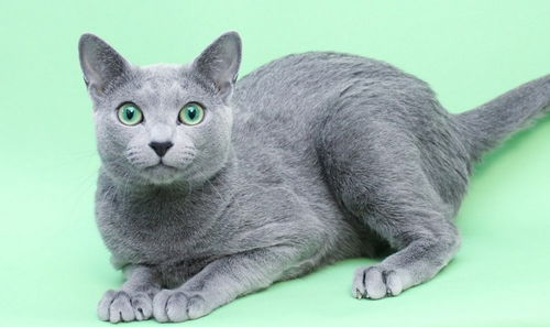 俄罗斯蓝猫好养吗 养俄罗斯蓝猫需要准备些什么 