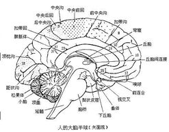 谁有大脑结构图 