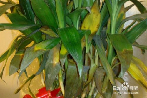 富贵竹为什么养不活?,富贵竹的养殖方法和注意事项有哪些