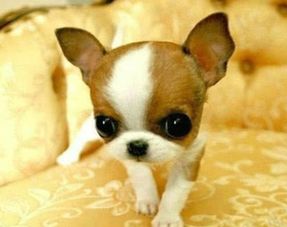 作为世界上最小型的犬种之一,吉娃娃有哪些特征呢