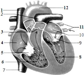 人体心脏结构画图（人体心脏结构示意图手绘） 第1张