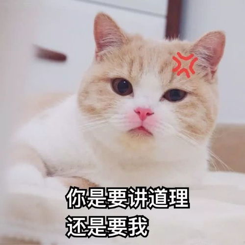 表情 没钱能养猫吗 养什么猫咪合适 表情 