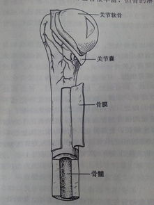 胸骨两侧连接肋软骨 这句话哪里错了