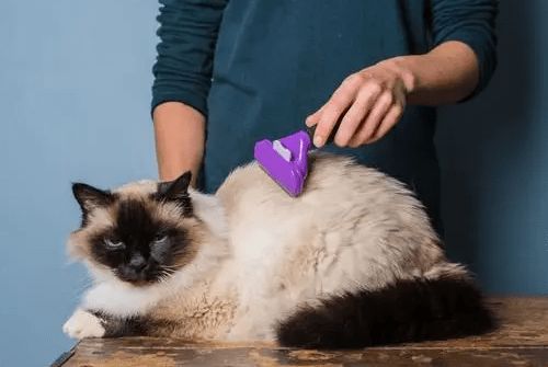 养猫经验 猫咪怎么化解毛球