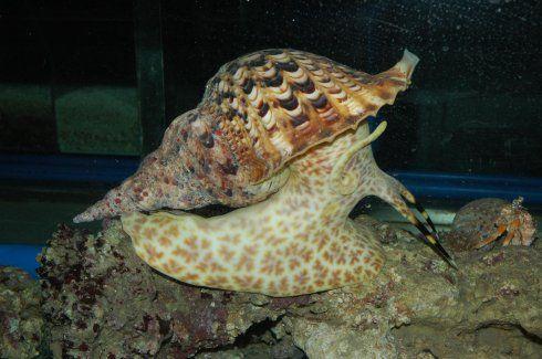 法螺是什么品种的海螺 法螺是几级保护动物