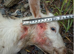 雷公山 疑现顶级食肉动物伤害家畜
