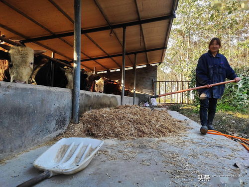 手中有100万,想在农村搞养殖,养牛和养羊哪个风险低