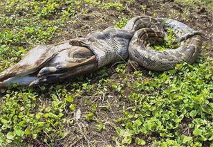 网纹蟒蛇吃人,致命的遭遇:蟒蛇吞噬人类