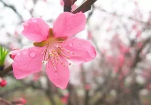 2018广州春季赏花地图,三月的广州将惊艳全国,错过再等一年