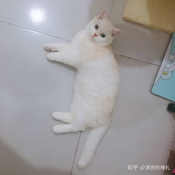 给小猫取什么名字比较好 为什么 