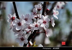 迟日江山丽 春风花草香