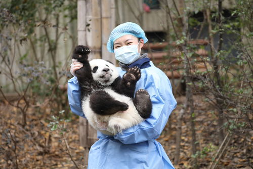 有什么去四川熊猫基地打卡的指南 (熊猫基地有免费的停车场吗)