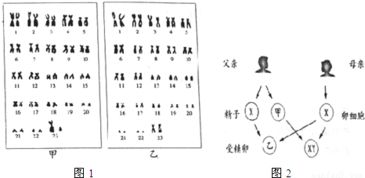 图1是桃花的结构模式图.图2是桃的果实示意图.请分析回答 1 从构成生物体的结构层次上分析.花和果实都属于 . 2 图中 ⑤和 ⑥组成的结构叫 .结构 ④是 . 