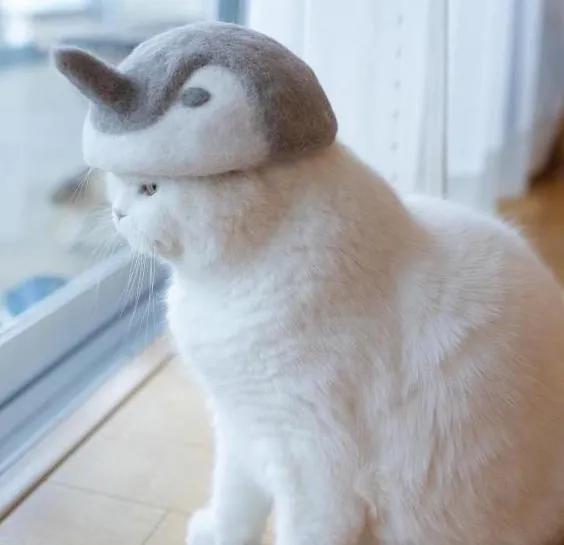 当你还在为猫毛困扰时,别人已用它做出了首饰 帽子和另一只小猫