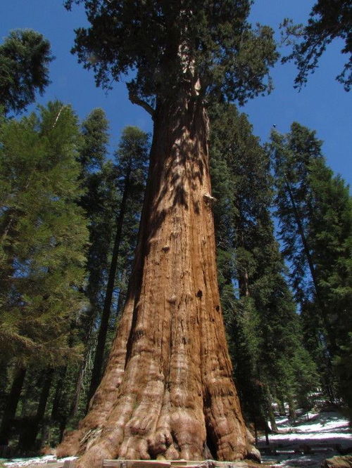 世界上唯一以将军命名的树,活了3500年,最大树枝半径超2米