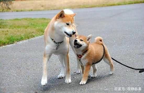 秋田犬和柴犬的区别 秋田犬与柴犬毛色上的区别