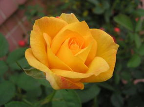 黄玫瑰的花语小说,黄玫瑰的话语是