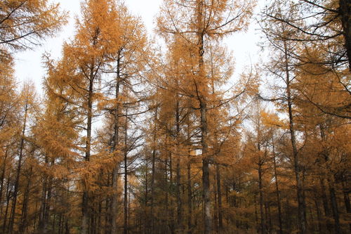 秋天关于山树的诗句有哪些
